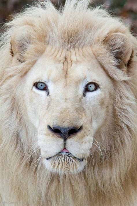 Gorgeous White Lion Lion Photography White Lion