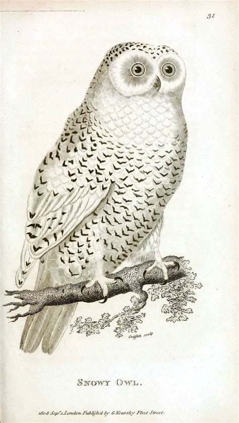 Public Domain Vintage Owl Image 14 Free Vintage Illustrations