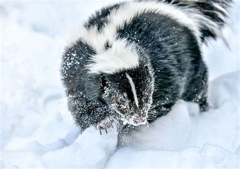 Do Skunks Hibernate In The Winter