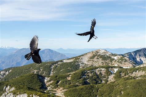 Mountain Birds In Flight Igor Mazej Flickr