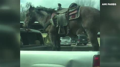 Driver Captures Video Of Horse Riding In Back Of Pickup Truck On Texas