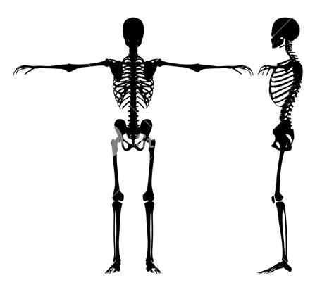 Standing Skeletons Royalty Free Stock Image Storyblocks
