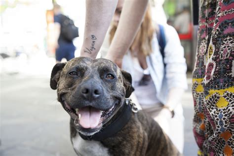 The Vets Who Help Homeless Animals Positive News
