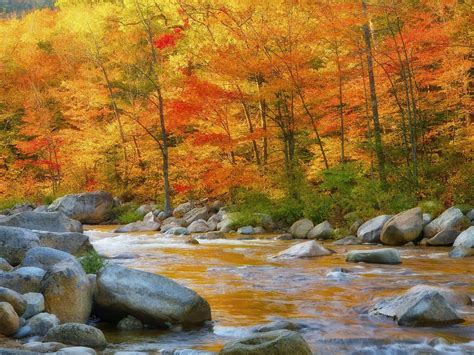 Autumn In The Woods Beautiful Pictures Photo 20807772 Fanpop