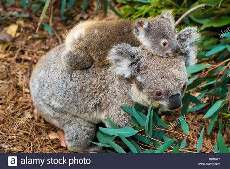 Native Australian Child Hi Res Stock Photography And Images Alamy