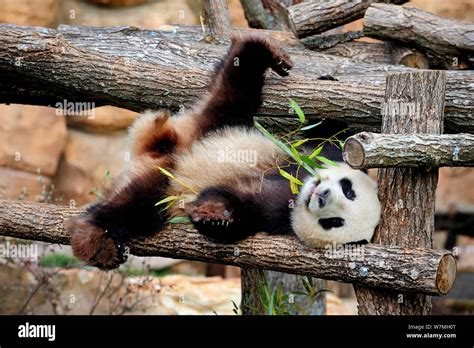 Giant Panda Ailuropoda Melanoleuca Lying On Climbing Frame Eating