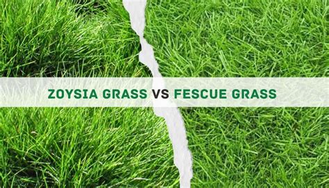 Zoysia Grass Vs Fescue Grass 10 Key Differences And The Winner