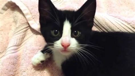 Tuxedo Kitten Youtube