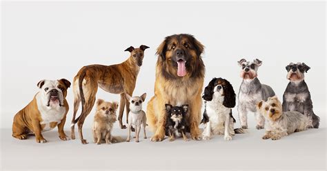 The 7 Types Of Dog Breeds Explained In 2020 Working D