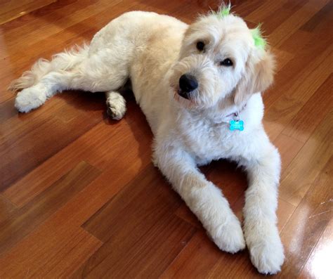 In this episode i give teddy a summertime haircut. The gallery for --> Goldendoodle Teddy Bear Cut