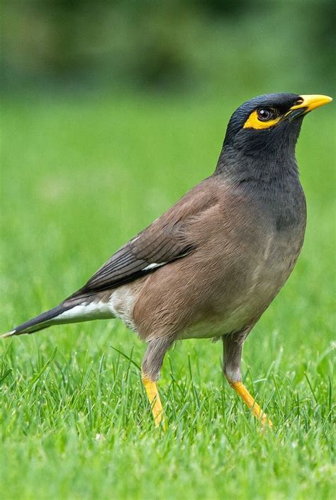 Picture Of A Common Myna Birds Animals Beautifulbirds Exoticbirds
