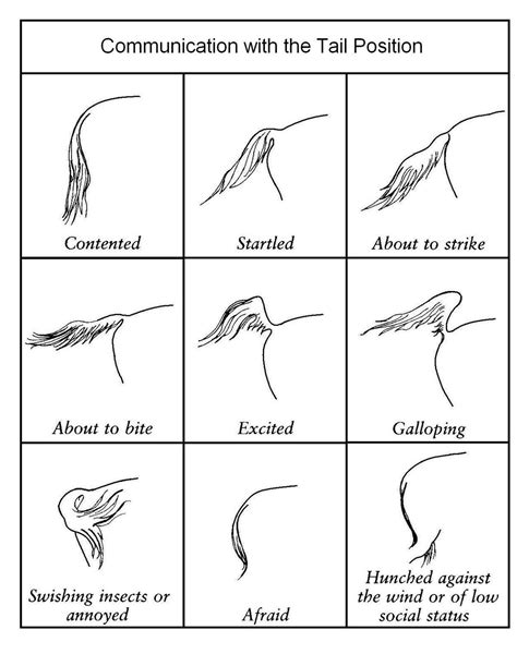 Tail Positions What They Communicate Horse Care Horse Riding Tips