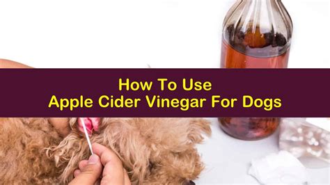 How To Use Apple Cider Vinegar For Dogs