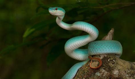White Lipped Pit Viper Snake Tree Wallpapers Wallpaper Cave