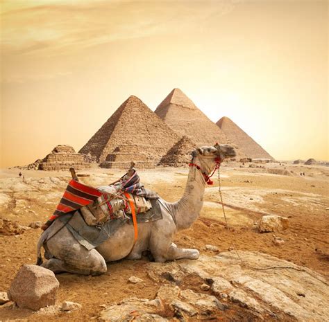 Camello Y Pirámides Imagen De Archivo Imagen De Egipto 3758847