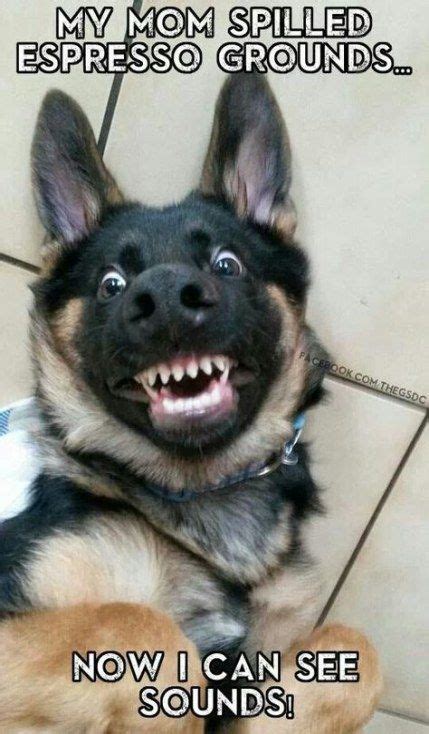 Scary Dog Meme Unnerving Images For Your All