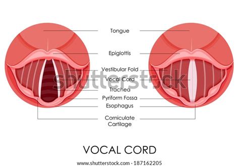 Vector Illustration Diagram Vocal Cord Stock Vector Royalty Free 187162205