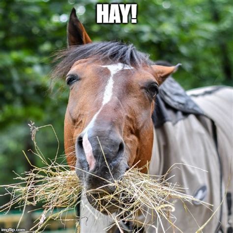 Horse Hay Imgflip