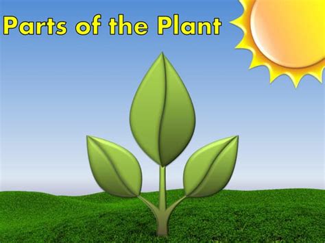 Plants Powerpoint Ppt