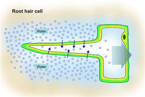 Active Transport In Root Hair Cells Of Plants Transport Informations Lane