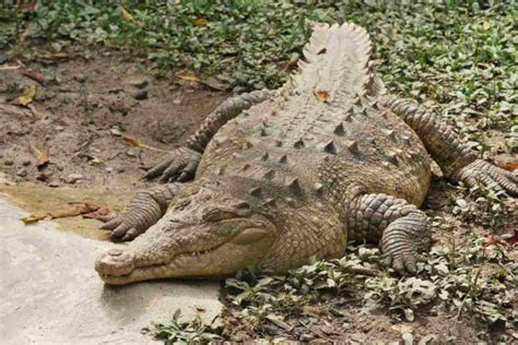 Cocodrilo Americano Crocodylus Acutus El 2º Más Grande De América