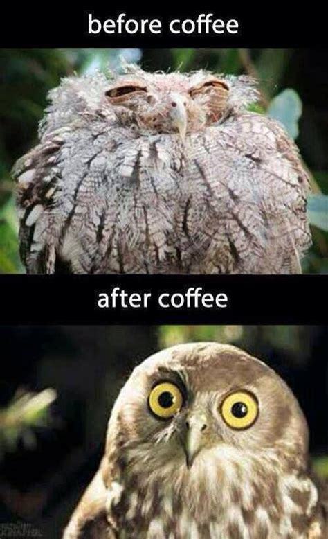 I Like Coffee Funny Animals Funny Animals Funny Pictures Funny Owls
