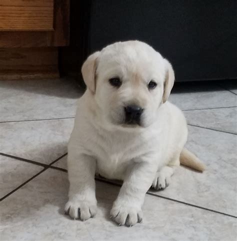 White Akc English Lab Puppies For Sale Near Me - Puppies