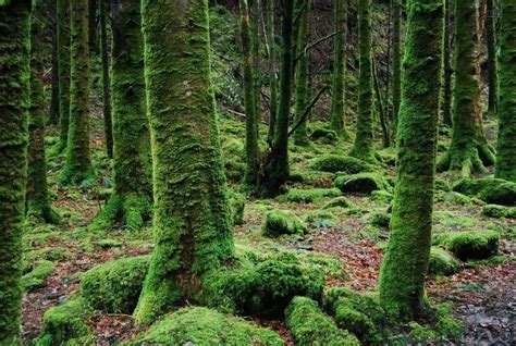 Does Moss Grow In The Sun And Types Of Moss That You Can Grow