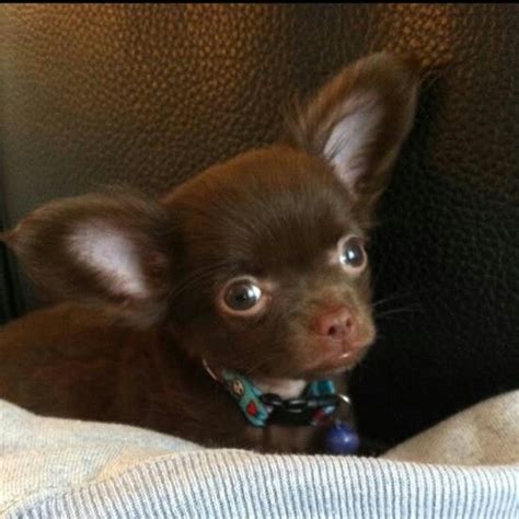 Omg Want You Soooo Cute Chihuahua Puppies Cute Chihuahua Chihuahua