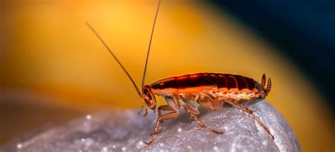 Nands Experts Désinsectisation Lutte Anti Insectes à Metz