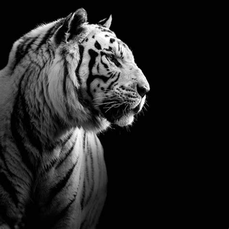 Amazing Black And White Animal Photography By Lukas Holas Wild