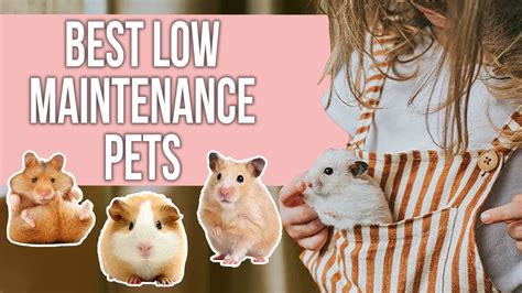 Best Low Maintenance Pets For Busy Pet Owners Youtube