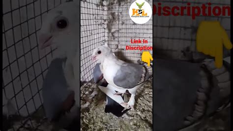 Fancy Pigeons For Salepigeonlover Youtubeshorts Viralshorts Short