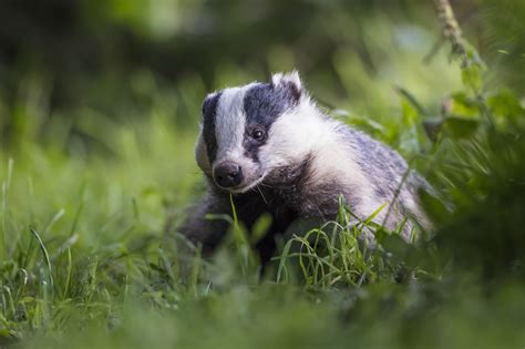 Campaigners Fearful Of Badger Culling Next Month Following Leaked