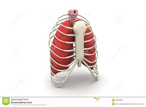 Did you get the 1st rib resectioning surgery? Human Lungs And Rib Stock Illustration - Image: 49856680