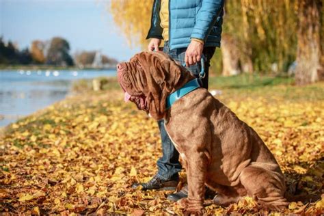 7 Wrinkly Dog Breeds With The Best Rolls Great Pet Care