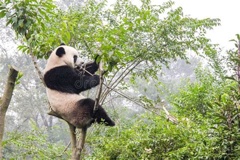 Le Panda Concernent Larbre En Bambou Chine Image Stock Image Du