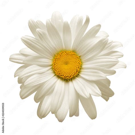 One White Daisy Flower Isolated On White Background Flat Lay Top View