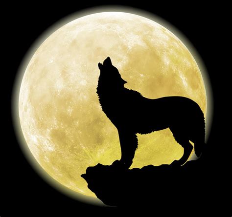 Wolf Howling At The Moon Digital Art By Courtney Hall