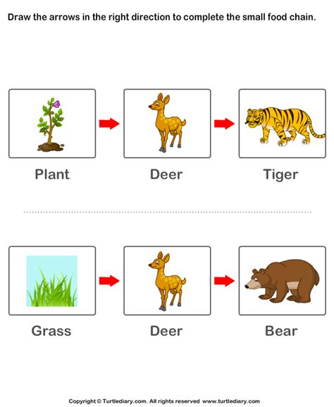 Complete The Food Chain Worksheet
