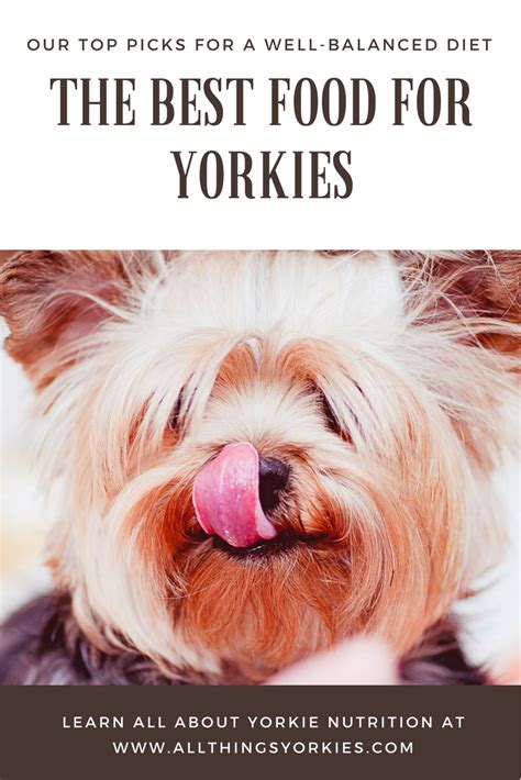 The Best Food For Yorkies Give Your Yorkie A Well Balanced Diet All