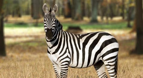 Zebra Facts And Pictures