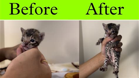 Eye Infection In Newborn Cat Kittens Cat Care Treatment For Eye