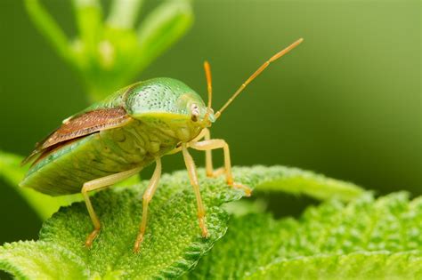 Macro photography: Understanding magnification: Digital Photography Review