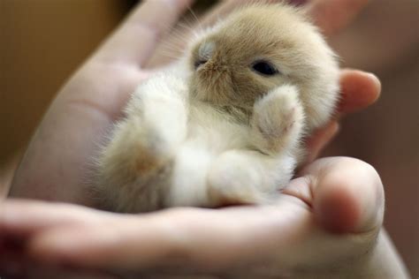 cutest easter bunnies abc news