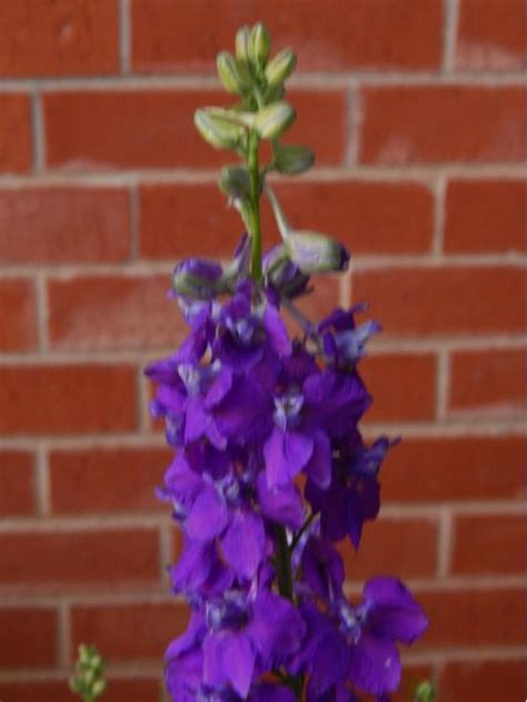 Photo Of The Bloom Of Rocket Larkspur Consolida Ajacis Giant Imperial