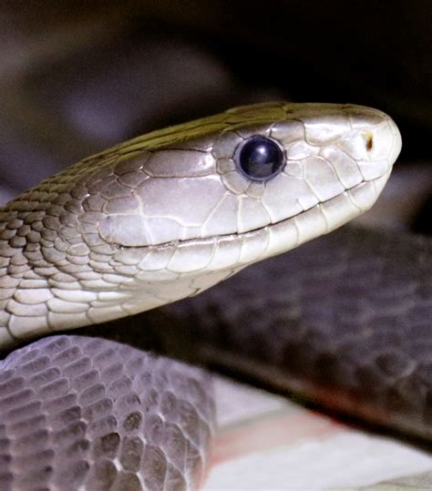 'black mamba' hits 100m views! Discover Elapids | Our Animals | Indianapolis Zoo