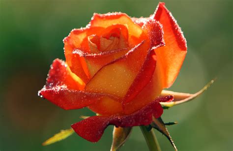 Beautiful Orange Rose Desktop Wallpaper 07644 Baltana