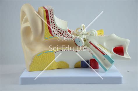 Sg Ear Model Parts Times Enlarged