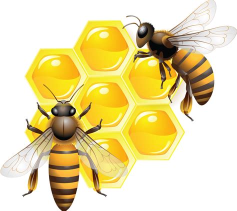 Honey Background Png Free Logo Image